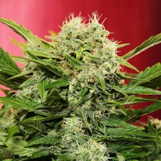 Doctor's Choice Seeds Chronic Ryder BX Auto Feminized