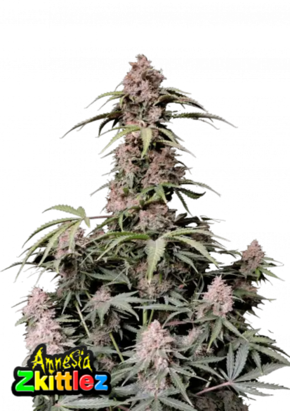 Fast Buds Semi di Cannabis Amnesia Zkittlez Auto