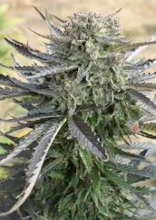 Dutch Passion Hanfsamen Blue Auto Mazar® Autoflowering