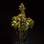 Royal Queen Seeds Semințe de canabis Purple Queen Auto