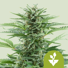 Royal Queen Seeds Seminte de canabis Easy Bud Auto