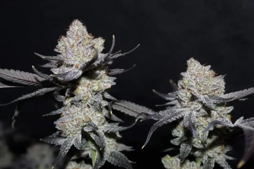 Fast Buds Sjemenke konoplje Tropicana Cookies FF