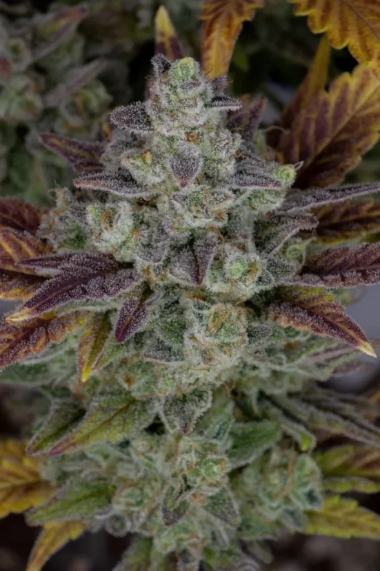 Fast Buds Cannabis Seeds Gorilla Cookies Auto