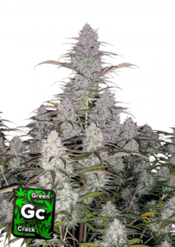 Fast Buds Hạt giống cần sa Green Crack Auto