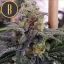 Blimburn Seeds Cannabis Seeds Chemdog #4 Nőiesített
