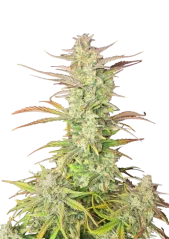 Fast Buds Semi di cannabis Z-Up autofiorenti