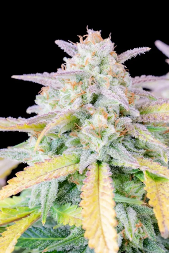 Semințe de canabis Fast Buds Afghan Kush Auto