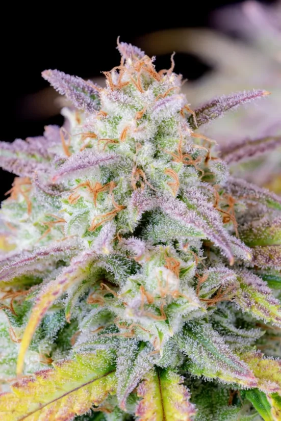 Semințe de canabis Fast Buds Afghan Kush Auto