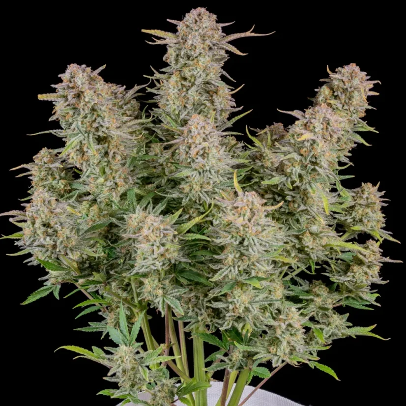 Fast Buds Cannabis Seeds Bruce Banner Auto