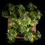 Royal Queen Seeds Seminte de canabis Green Gelato Auto