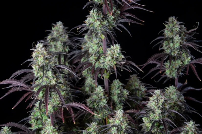 Fast Buds Cannabis Seeds Mimosa Cake Auto