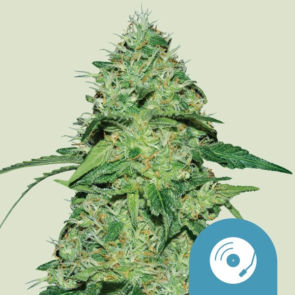 Royal Queen Seeds Cannabis Seeds Joannen CBD feminisoitu (korkea CBD)