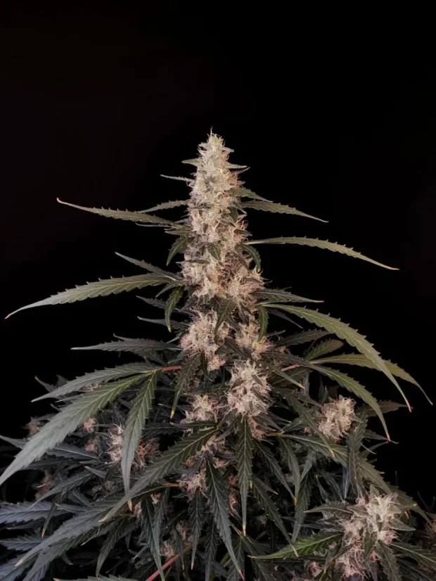Fast Buds Sjemenke konoplje Amnesia Haze Auto
