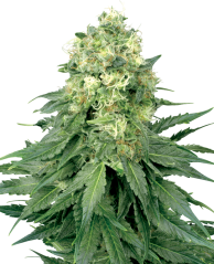 Sensi Seeds Seminte de canabis White Widow feminizate de White Label, 3-10 buc.