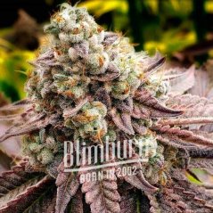 Blimburn Seeds Seminte de canabis Motor Breath feminizate