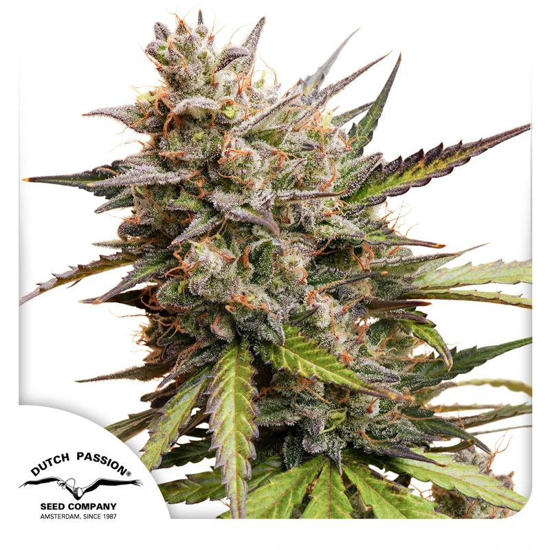 Dutch Passion Seminte de canabis Auto Melonade Runtz® Autoflowering