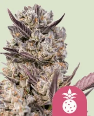 Royal Queen Seeds Kannabisfræ Tropicana smákökur Fjólublár kvenkyns