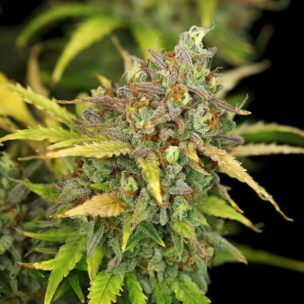 Royal Queen Seeds Seminte de canabis Sweet ZZ Auto