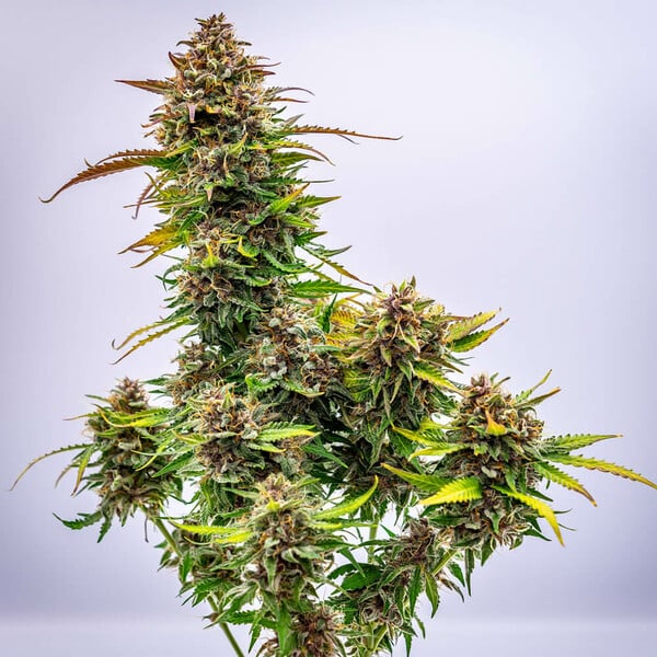 Royal Queen Seeds Semințe de canabis Bubble Kush Auto
