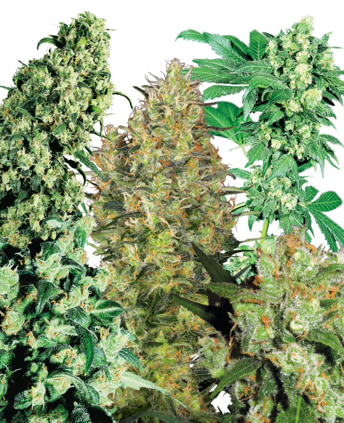 Sensi Seeds Semințe de canabis Indoor Mix® Regular, 25 buc