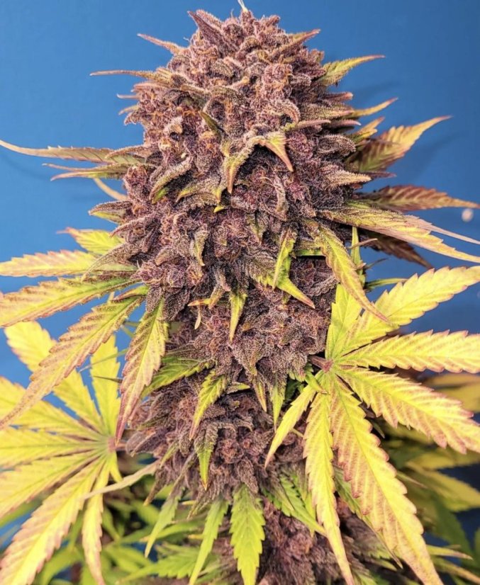 Fast Buds Sjemenke konoplje Purple Lemonade Auto