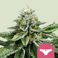 Royal Queen Seeds Cannabis Seeds Sherbet Queen Feminized