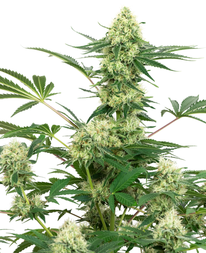 Sensi Seeds Cheesecake de nuntă cu semințe de canabis feminizate de White Label, 3-10 buc.