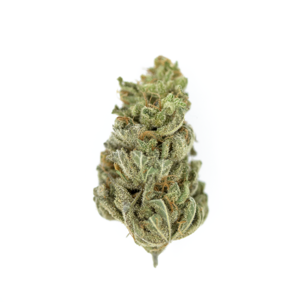 Royal Queen Seeds Cannabisfrø Amnesia Haze Feminiseret