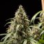 Royal Queen Seeds Seminte de canabis Biscuiti Gelato Auto