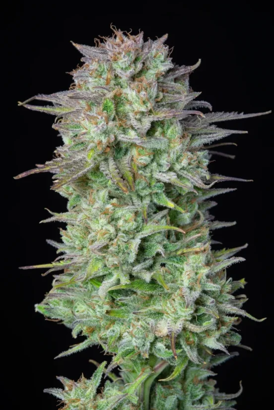 Fast Buds Sjemenke konoplje Košer kolač Auto