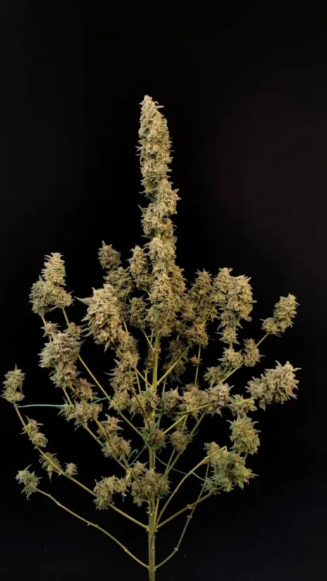 Fast Buds Sjemenke Kanabisa Critical Auto