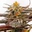 Blimburn Seeds Sjemenke konoplje Purple Star Killer Feminized