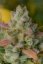 Fast Buds Biji Ganja Gelato Otomatis