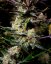 Fast Buds Cannabis Seeds Apple Strudel Auto