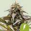 Royal Queen Seeds Semințe de canabis North Thunderfuck Auto