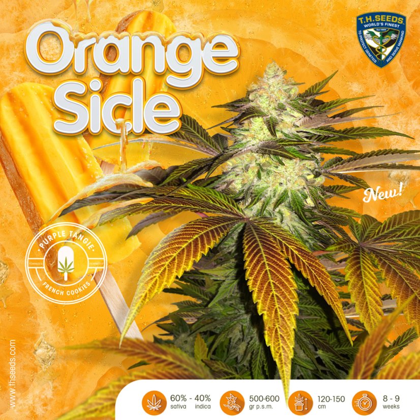 T.H.Seeds™ Cannabisfrø Orangesicle, 6+1 specialpakke, feminiseret