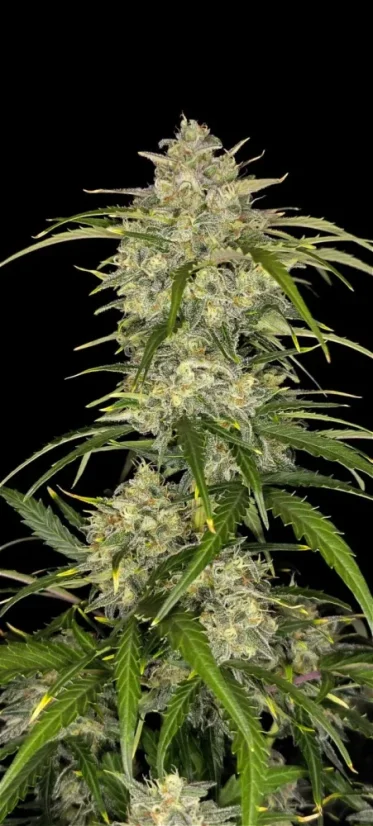 Fast Buds Cannabis Seeds Sour Jealousy Auto