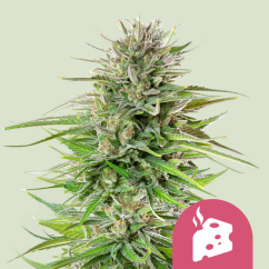 Royal Queen Seeds Seminte de canabis Blue Cheese feminizate