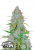 Fast Buds Cannabis Seeds Californian Snow Auto