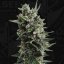 T.H.Seeds™ Seminte de canabis Auto Critical HOG™, pachet 5+1, feminizate