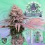 T.H.Seeds™ Seminte de canabis London Mint Cake, 6+1 pachet special, feminizat