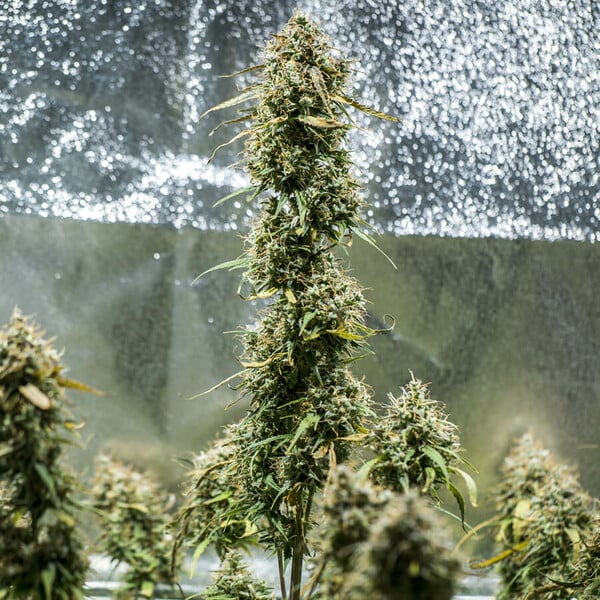 Royal Queen Seeds Seminte de canabis Haze Berry Auto