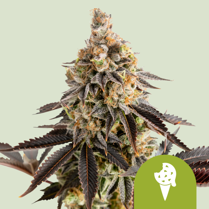 Royal Queen Seeds Seminte de canabis Biscuiti Gelato Auto