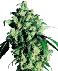 Sensi Seeds Cannabis Super Skunk® Regular, 10 buc