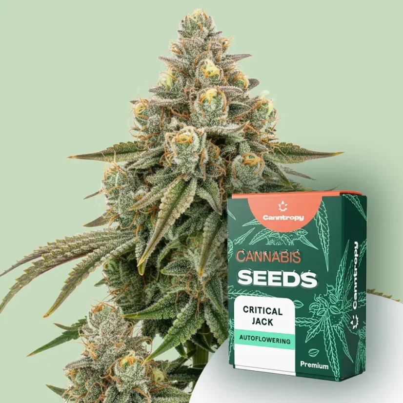 Canntropy Seeds Critical Jack (Feminizirano)