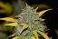Fast Buds Cannabis Seeds Gelato Auto