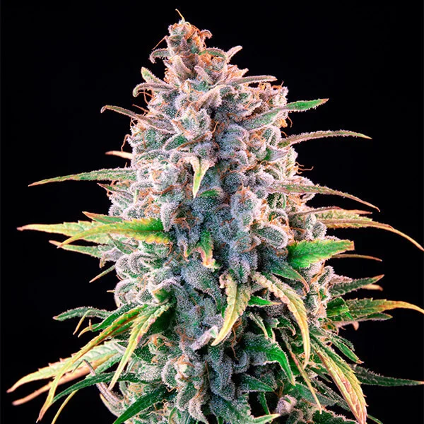 Royal Queen Seeds Seminte de canabis Power Flower feminizate