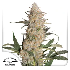 Dutch Passion Seminte de canabis Critical Orange Punch feminizate