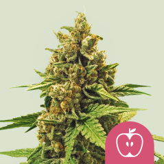 Royal Queen Seeds Seminte de canabis Fritter de mere feminizate