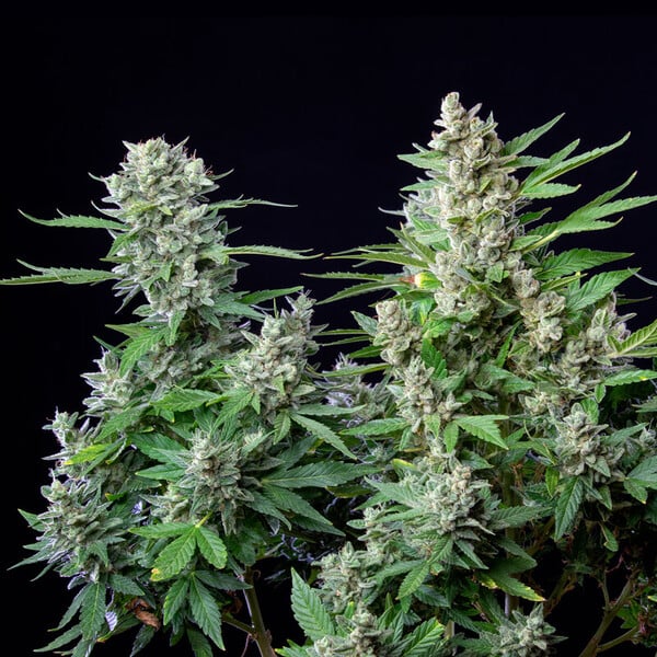 Royal Queen Seeds Seminte de canabis Easy Bud Auto